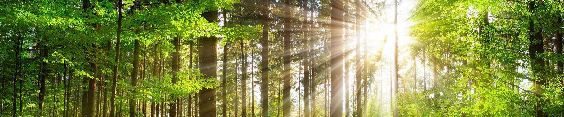 bjb-nachhaltigkeit-natur-wald-sonnenschein